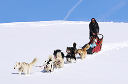 Activité sport : chiens de traineau